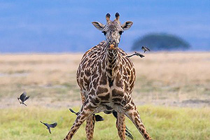 amboseli-giraffe