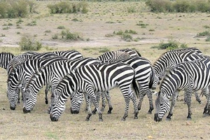 amboseli-zebra